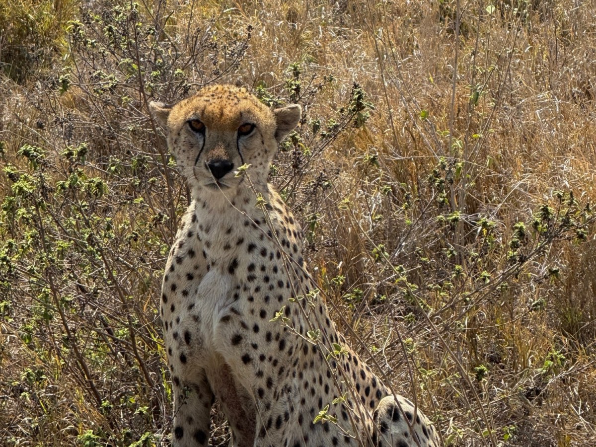 Low-Budget-Camping Safari in&nbsp;Tansania